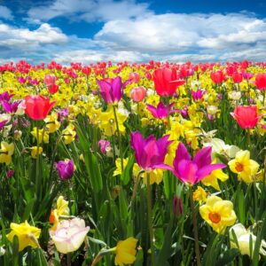 A field of tulips
